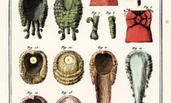 Encyclopédie Diderot  COIFFEUR Parrucchiere, Barbiere, Parrucche
