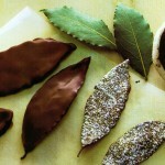 Decorazioni di cioccolato foglie, riccioli, rotolini.... (2)