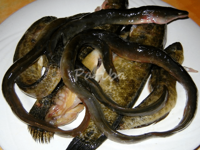 Risi Bisi e Bisato (riso, piselli e anguilla) di magro Petronilla