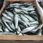 1 sardelle-sardine-sardoncini-al-forno