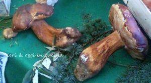 funghi porcini