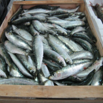 sardelle sardine Di Daniel Ventura - Fotografia autoprodotta, CC BY-SA 4.0, httpscommons.wikimedia.orgwindex.phpcurid=3997094