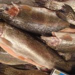 trota carpione -Rainbow-trout-in-market