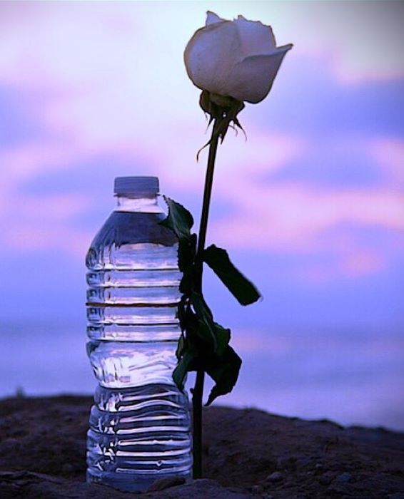 acqua di rose Rose_and_water_bottle